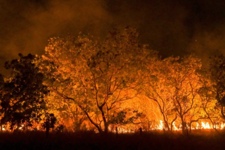 Comitê representa avanço na gestão de incêndios florestais (Foto: Agência Brasil)